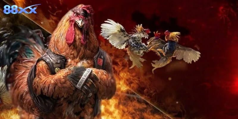 Góc nhìn nhanh giúp người mới hiểu sức hút trận gà Mỹ